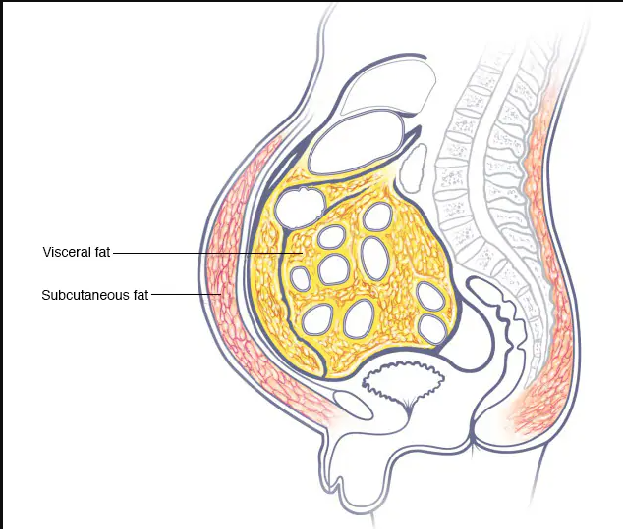 Visceral Fat